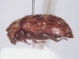 中文名:斑紋鍬形蟲(3602-32)學名:Aesalus imanishii Inahara & Ratti, 1981(3602-32)