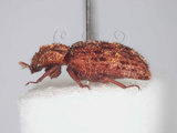 中文名:斑紋鍬形蟲(6001-377)學名:Aesalus imanishii Inahara & Ratti, 1981(6001-377)