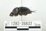 中文名:臺灣掘地金龜(1282-26832)學名:Phelotrupes (Sinogeotrupes) taiwanus (Miyake and Yamaya, 1995)(1282-26832)中文別名:黑雪隱金龜