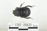 中文名:臺灣掘地金龜(1282-26832)學名:Phelotrupes (Sinogeotrupes) taiwanus (Miyake and Yamaya, 1995)(1282-26832)中文別名:黑雪隱金龜