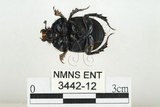 中文名:臺灣掘地金龜(3442-12)學名:Phelotrupes (Sinogeotrupes) taiwanus (Miyake and Yamaya, 1995)(3442-12)中文別名:黑雪隱金龜