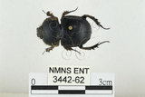 中文名:臺灣掘地金龜(3442-62)學名:Phelotrupes (Sinogeotrupes) taiwanus (Miyake and Yamaya, 1995)(3442-62)中文別名:黑雪隱金龜