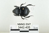 中文名:臺灣掘地金龜(3442-406)學名:Phelotrupes (Sinogeotrupes) taiwanus (Miyake and Yamaya, 1995)(3442-406)中文別名:黑雪隱金龜