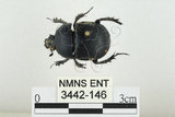 中文名:臺灣掘地金龜(3442-146)學名:Phelotrupes (Sinogeotrupes) taiwanus (Miyake and Yamaya, 1995)(3442-146)中文別名:黑雪隱金龜