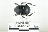 中文名:臺灣掘地金龜(3442-178)學名:Phelotrupes (Sinogeotrupes) taiwanus (Miyake and Yamaya, 1995)(3442-178)中文別名:黑雪隱金龜