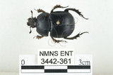 中文名:臺灣掘地金龜(3442-361)學名:Phelotrupes (Sinogeotrupes) taiwanus (Miyake and Yamaya, 1995)(3442-361)中文別名:黑雪隱金龜