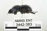 中文名:臺灣掘地金龜(3442-383)學名:Phelotrupes (Sinogeotrupes) taiwanus (Miyake and Yamaya, 1995)(3442-383)中文別名:黑雪隱金龜