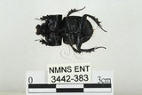 中文名:臺灣掘地金龜(3442-383)學名:Phelotrupes (Sinogeotrupes) taiwanus (Miyake and Yamaya, 1995)(3442-383)中文別名:黑雪隱金龜