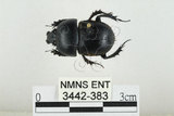 中文名:臺灣掘地金龜(3442-383)學名:Phelotrupes (Sinogeotrupes) taiwanus (Miyake and Yamaya, 1995)(3442-383)中文別名:黑雪隱金龜