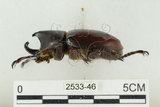 中文名:姬兜蟲(2533-46)學名:Xylotrupes philippinensis peregrinus Rowland, 2006(2533-46)中文別名:姬獨角仙