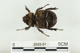 中文名:姬兜蟲(2533-51)學名:Xylotrupes philippinensis peregrinus Rowland, 2006(2533-51)中文別名:姬獨角仙