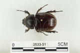 中文名:姬兜蟲(2533-51)學名:Xylotrupes philippinensis peregrinus Rowland, 2006(2533-51)中文別名:姬獨角仙