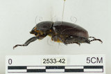 中文名:姬兜蟲(2533-42)學名:Xylotrupes philippinensis peregrinus Rowland, 2006(2533-42)中文別名:姬獨角仙