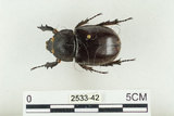 中文名:姬兜蟲(2533-42)學名:Xylotrupes philippinensis peregrinus Rowland, 2006(2533-42)中文別名:姬獨角仙