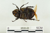 中文名:姬兜蟲(2533-43)學名:Xylotrupes philippinensis peregrinus Rowland, 2006(2533-43)中文別名:姬獨角仙