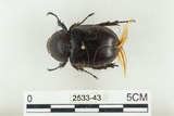 中文名:姬兜蟲(2533-43)學名:Xylotrupes philippinensis peregrinus Rowland, 2006(2533-43)中文別名:姬獨角仙