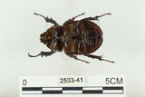 中文名:姬兜蟲(2533-41)學名:Xylotrupes philippinensis peregrinus Rowland, 2006(2533-41)中文別名:姬獨角仙