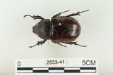 中文名:姬兜蟲(2533-41)學名:Xylotrupes philippinensis peregrinus Rowland, 2006(2533-41)中文別名:姬獨角仙