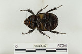 中文名:姬兜蟲(2533-47)學名:Xylotrupes philippinensis peregrinus Rowland, 2006(2533-47)中文別名:姬獨角仙