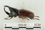 中文名:姬兜蟲(2533-44)學名:Xylotrupes philippinensis peregrinus Rowland, 2006(2533-44)中文別名:姬獨角仙