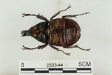 中文名:姬兜蟲(2533-44)學名:Xylotrupes philippinensis peregrinus Rowland, 2006(2533-44)中文別名:姬獨角仙