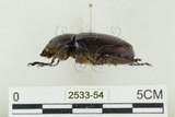 中文名:姬兜蟲(2533-54)學名:Xylotrupes philippinensis peregrinus Rowland, 2006(2533-54)中文別名:姬獨角仙