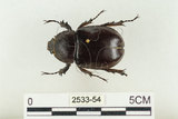 中文名:姬兜蟲(2533-54)學名:Xylotrupes philippinensis peregrinus Rowland, 2006(2533-54)中文別名:姬獨角仙