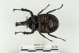 中文名:姬兜蟲(2740-228)學名:Xylotrupes philippinensis peregrinus Rowland, 2006(2740-228)中文別名:姬獨角仙