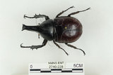 中文名:姬兜蟲(2740-228)學名:Xylotrupes philippinensis peregrinus Rowland, 2006(2740-228)中文別名:姬獨角仙