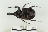 中文名:姬兜蟲(2740-223)學名:Xylotrupes philippinensis peregrinus Rowland, 2006(2740-223)中文別名:姬獨角仙