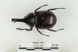 中文名:姬兜蟲(2740-223)學名:Xylotrupes philippinensis peregrinus Rowland, 2006(2740-223)中文別名:姬獨角仙