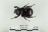 中文名:姬兜蟲(2740-230)學名:Xylotrupes philippinensis peregrinus Rowland, 2006(2740-230)中文別名:姬獨角仙