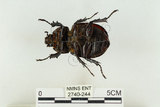 中文名:姬兜蟲(2740-244)學名:Xylotrupes philippinensis peregrinus Rowland, 2006(2740-244)中文別名:姬獨角仙