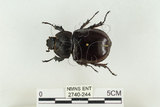 中文名:姬兜蟲(2740-244)學名:Xylotrupes philippinensis peregrinus Rowland, 2006(2740-244)中文別名:姬獨角仙