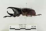 中文名:姬兜蟲(2740-242)學名:Xylotrupes philippinensis peregrinus Rowland, 2006(2740-242)中文別名:姬獨角仙