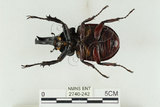 中文名:姬兜蟲(2740-242)學名:Xylotrupes philippinensis peregrinus Rowland, 2006(2740-242)中文別名:姬獨角仙