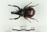 中文名:姬兜蟲(2740-242)學名:Xylotrupes philippinensis peregrinus Rowland, 2006(2740-242)中文別名:姬獨角仙