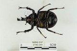 中文名:姬兜蟲(2740-245)學名:Xylotrupes philippinensis peregrinus Rowland, 2006(2740-245)中文別名:姬獨角仙