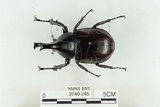 中文名:姬兜蟲(2740-245)學名:Xylotrupes philippinensis peregrinus Rowland, 2006(2740-245)中文別名:姬獨角仙