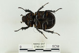 中文名:姬兜蟲(2740-247)學名:Xylotrupes philippinensis peregrinus Rowland, 2006(2740-247)中文別名:姬獨角仙