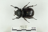 中文名:姬兜蟲(2740-247)學名:Xylotrupes philippinensis peregrinus Rowland, 2006(2740-247)中文別名:姬獨角仙