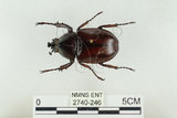 中文名:姬兜蟲(2740-246)學名:Xylotrupes philippinensis peregrinus Rowland, 2006(2740-246)中文別名:姬獨角仙