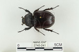 中文名:姬兜蟲(2740-241)學名:Xylotrupes philippinensis peregrinus Rowland, 2006(2740-241)中文別名:姬獨角仙