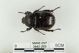 中文名:姬兜蟲(3442-269)學名:Xylotrupes philippinensis peregrinus Rowland, 2006(3442-269)中文別名:姬獨角仙