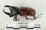 中文名:姬兜蟲(3468-390)學名:Xylotrupes philippinensis peregrinus Rowland, 2006(3468-390)中文別名:姬獨角仙