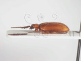 中文名:太魯閣四鰓扁泥蟲(4881-37562)學名:Eubrianax tarokoensis Lee & Yang, 1990(4881-37562)