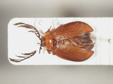 中文名:太魯閣四鰓扁泥蟲(4881-37562)學名:Eubrianax tarokoensis Lee & Yang, 1990(4881-37562)
