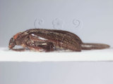 中文名:江崎氏扁泥蟲(4881-37592)學名:Mataeopsephus esakii Nakane, 1964(4881-37592)