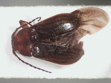 中文名:江崎氏扁泥蟲(4881-37592)學名:Mataeopsephus esakii Nakane, 1964(4881-37592)