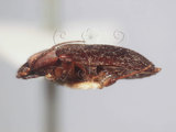 中文名:江崎氏扁泥蟲(4881-37593)學名:Mataeopsephus esakii Nakane, 1964(4881-37593)